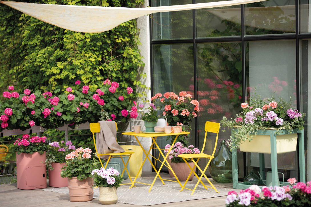 2026_Geraniums_4000_Floral_Togetherness_09