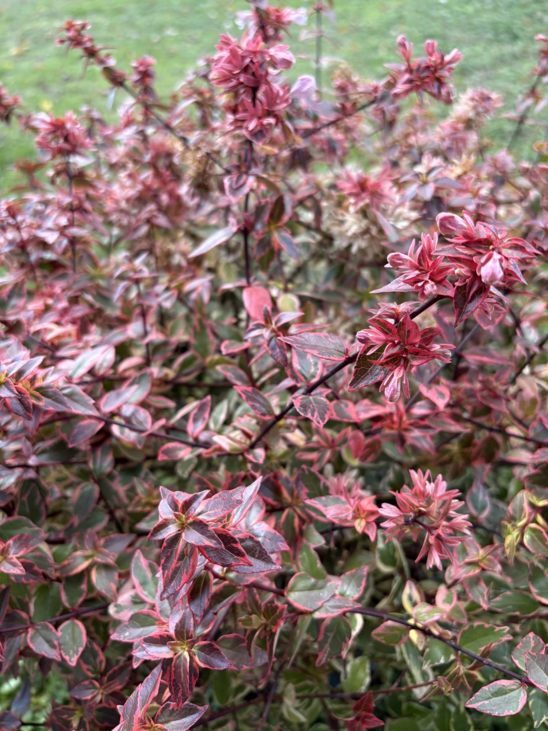 Abelia grandiflora ‘Minabtcm16’ (PSYCHEDELIK)_3