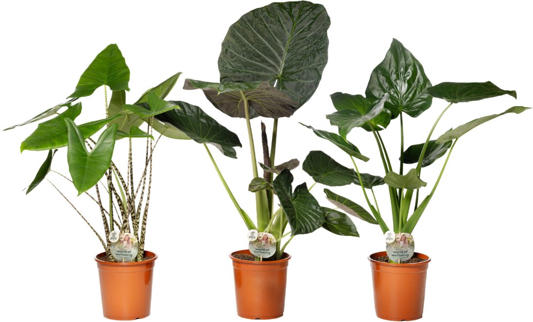 Air So Pure Alocasia
