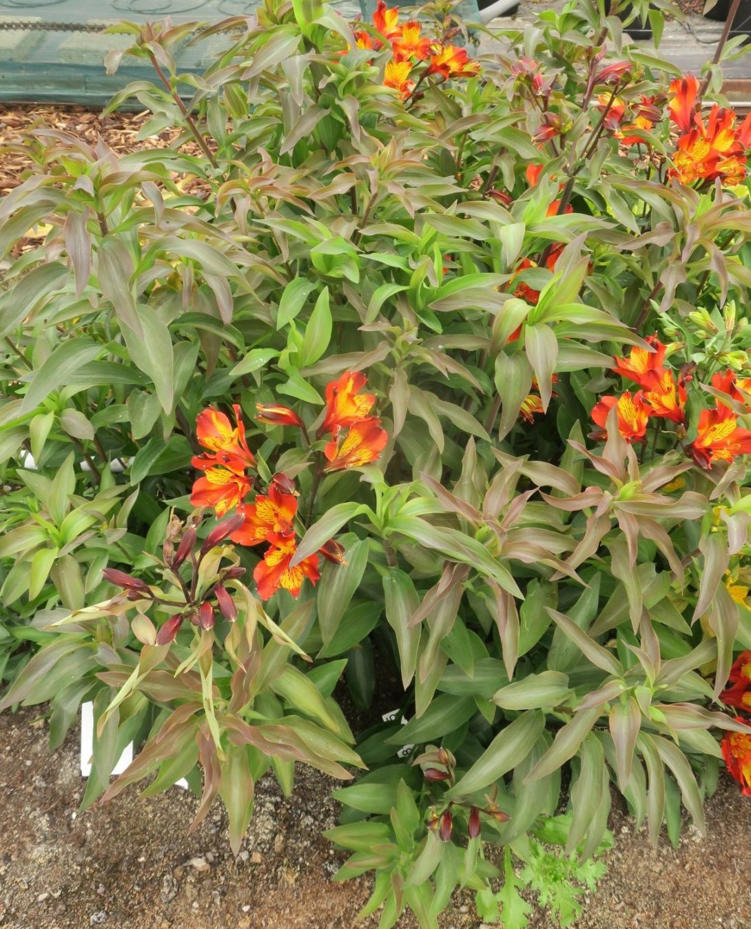 Alstroemeria ‘Inca Tango’ (INCA COLLECTION)-2