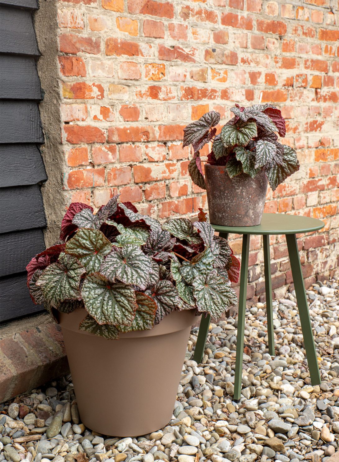 Begonia 'Little Moon' (PBR)_1
