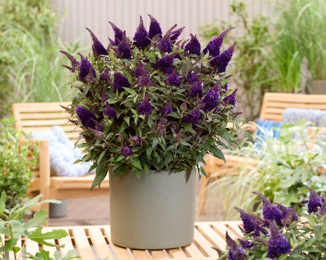 Buddleja Butterfly Candy® 'Little Blackberry' (PBR)_1