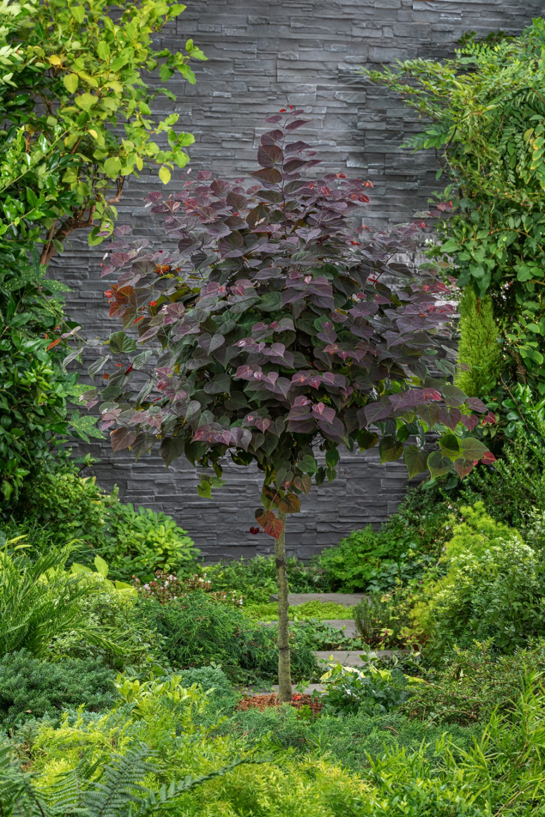 Cercis canadensis ‘NC2017-6’ (GARDEN GEMS AMETHYST)_1
