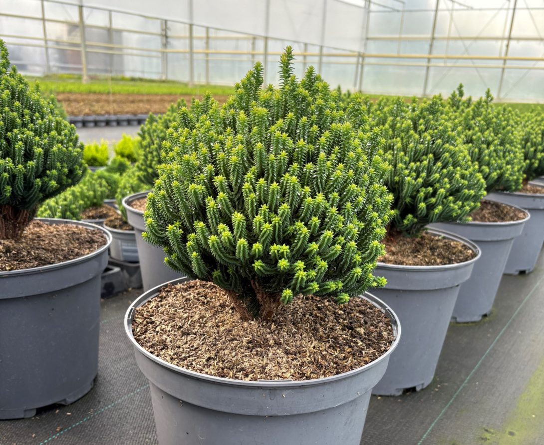 Chamaecyparis thyoides (EL PASO)_3