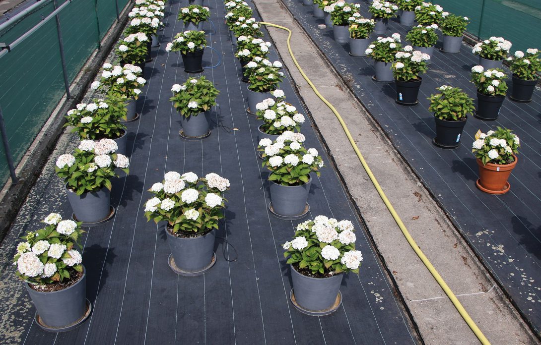 Ecopots-9480