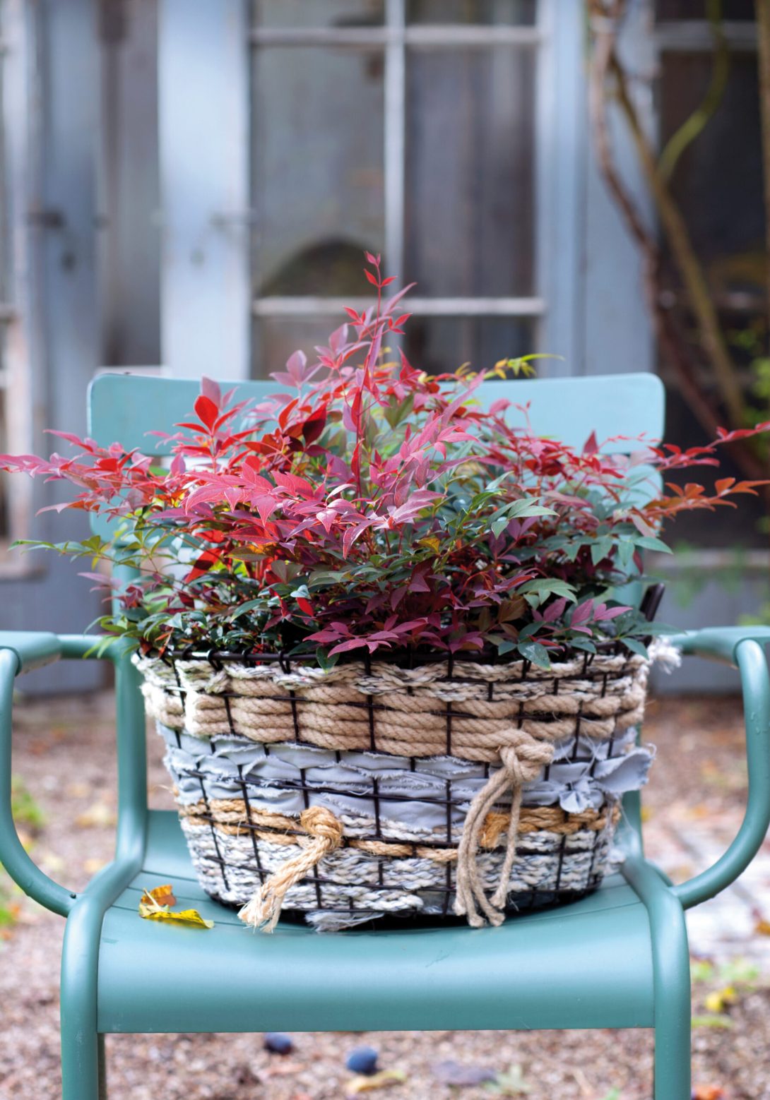 Evergreen-Nandina