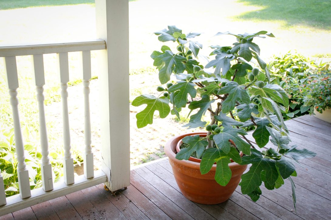 Ficus carica 'PT-DF-14' (FIGNOMENAL)-2