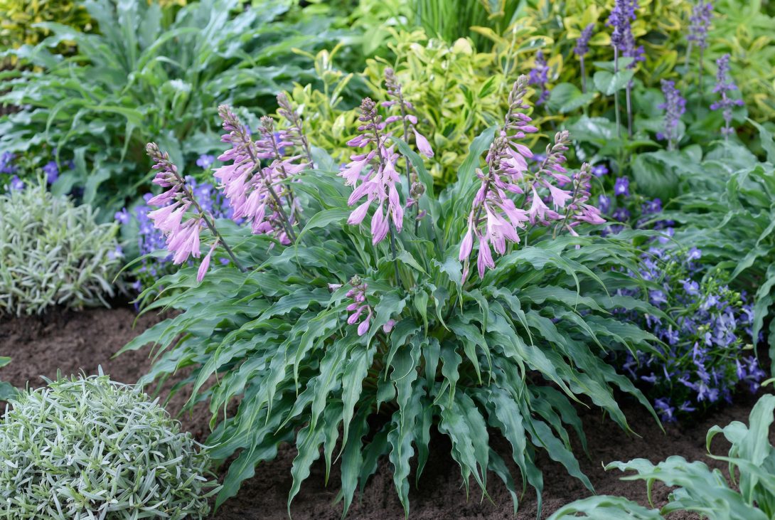 Hosta ‘Silly String’_2