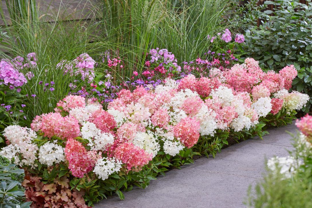 Hydrangea Groundbreaker-1