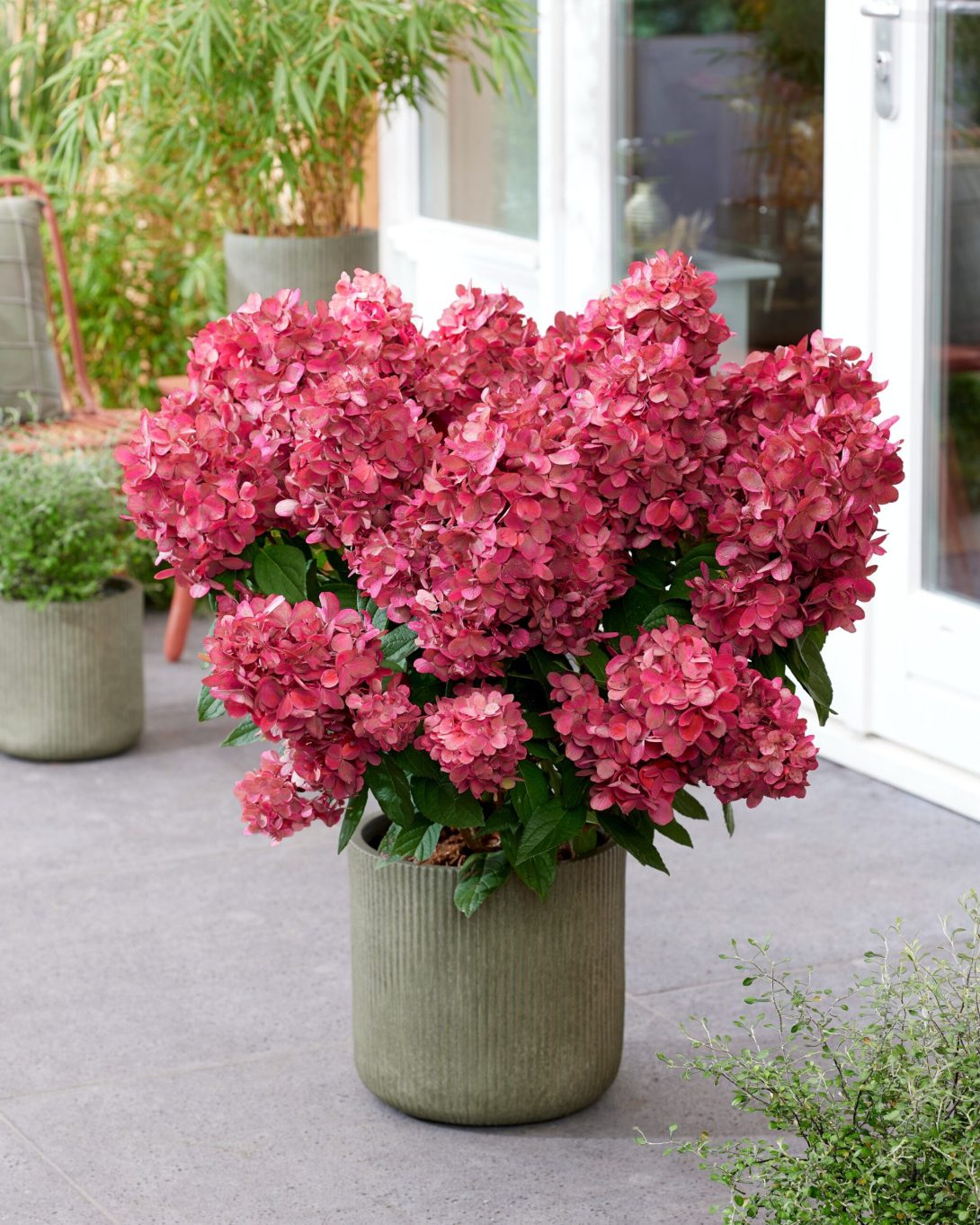 Hydrangea paniculata Bonfire ('GRHP12' PBR)-1