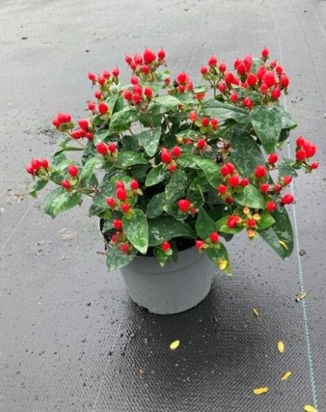 Hypericum inodorum ‘hp-15-0010-050’ (POCKET GEMS RED)-1