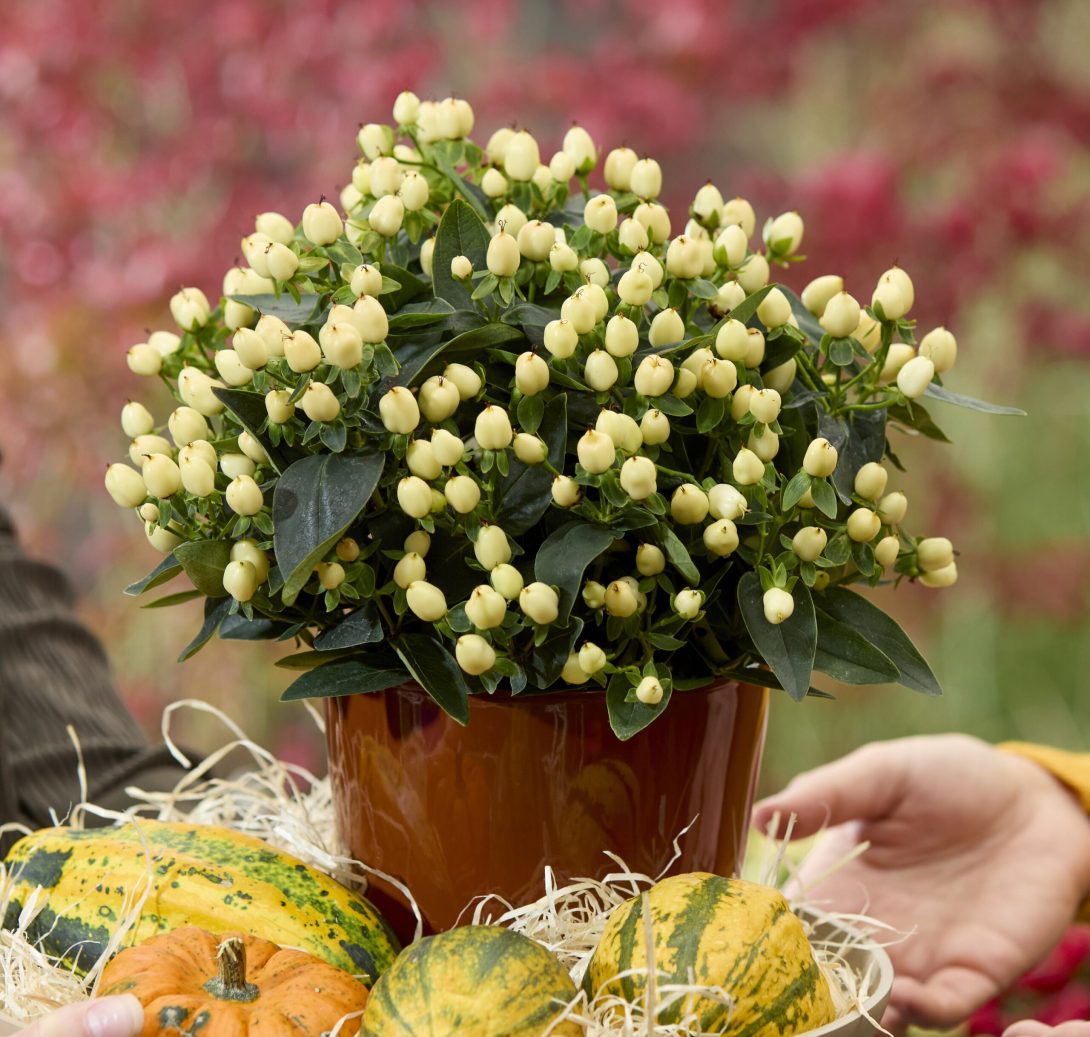 Hypericum_androsaemum-Pocket_Gems®_White_44571_S_1