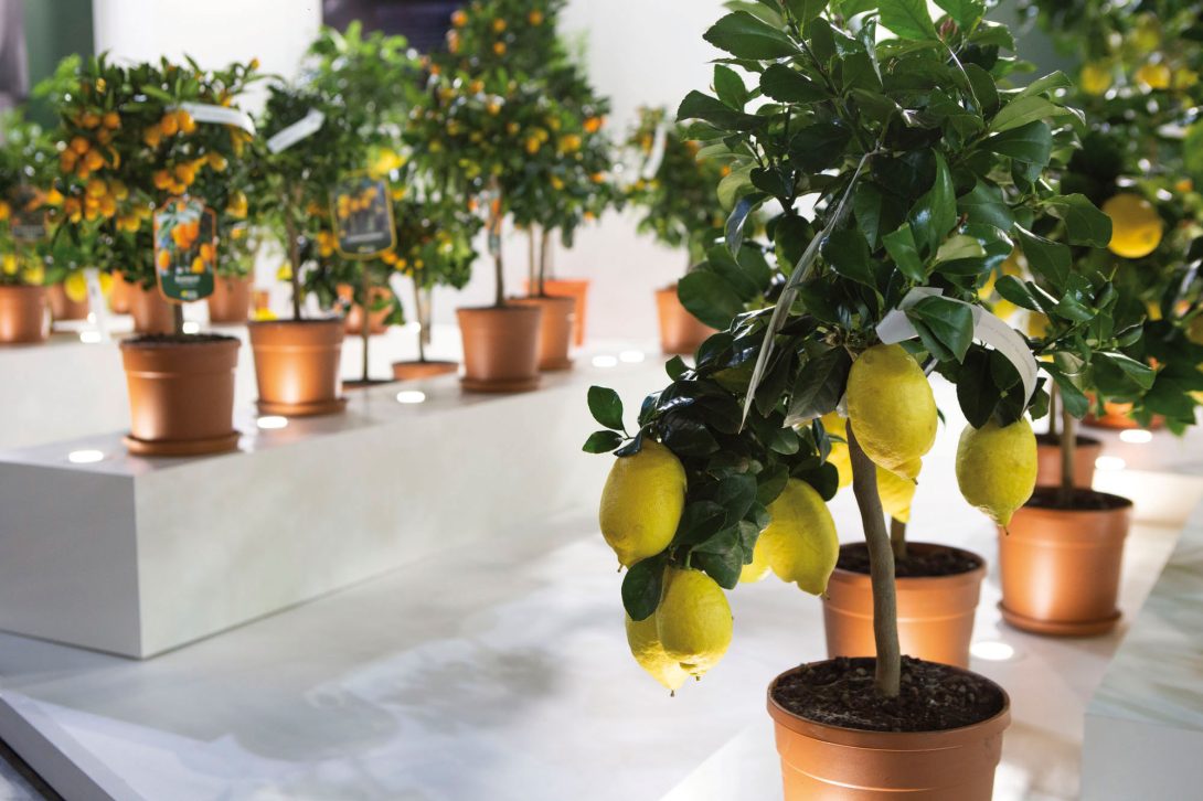 Myplant & Garden-6180