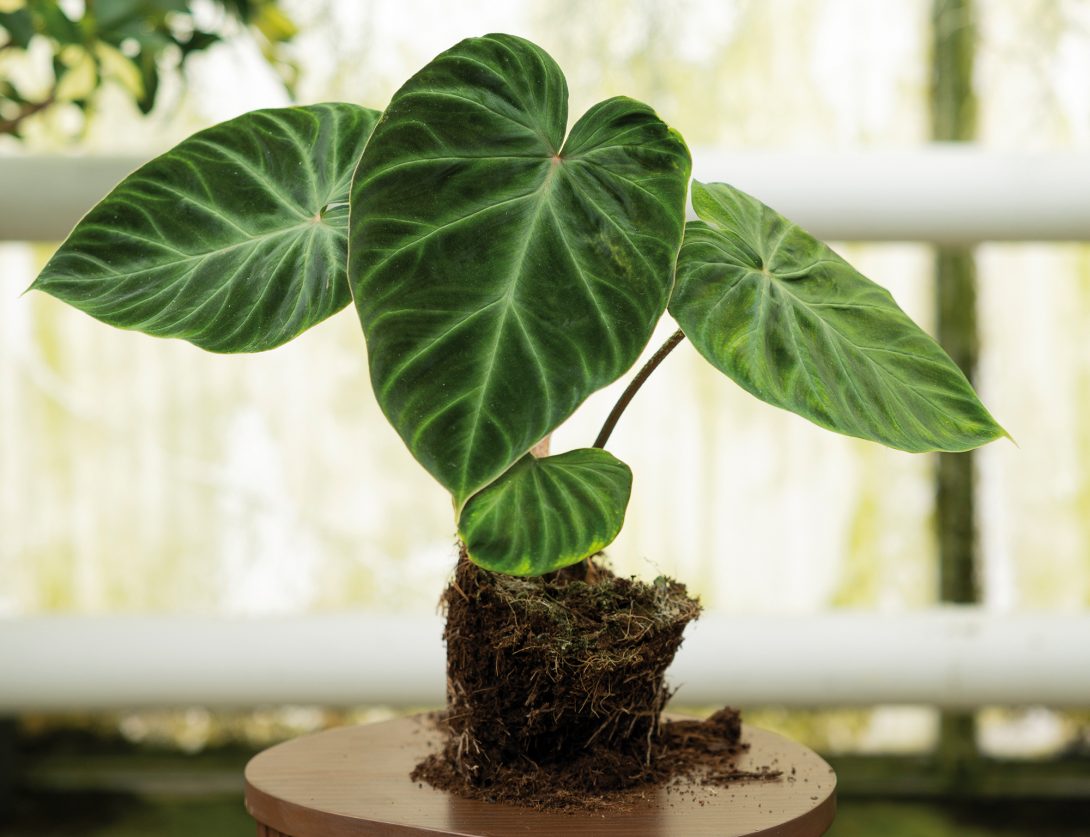 Philodendron verrucosum