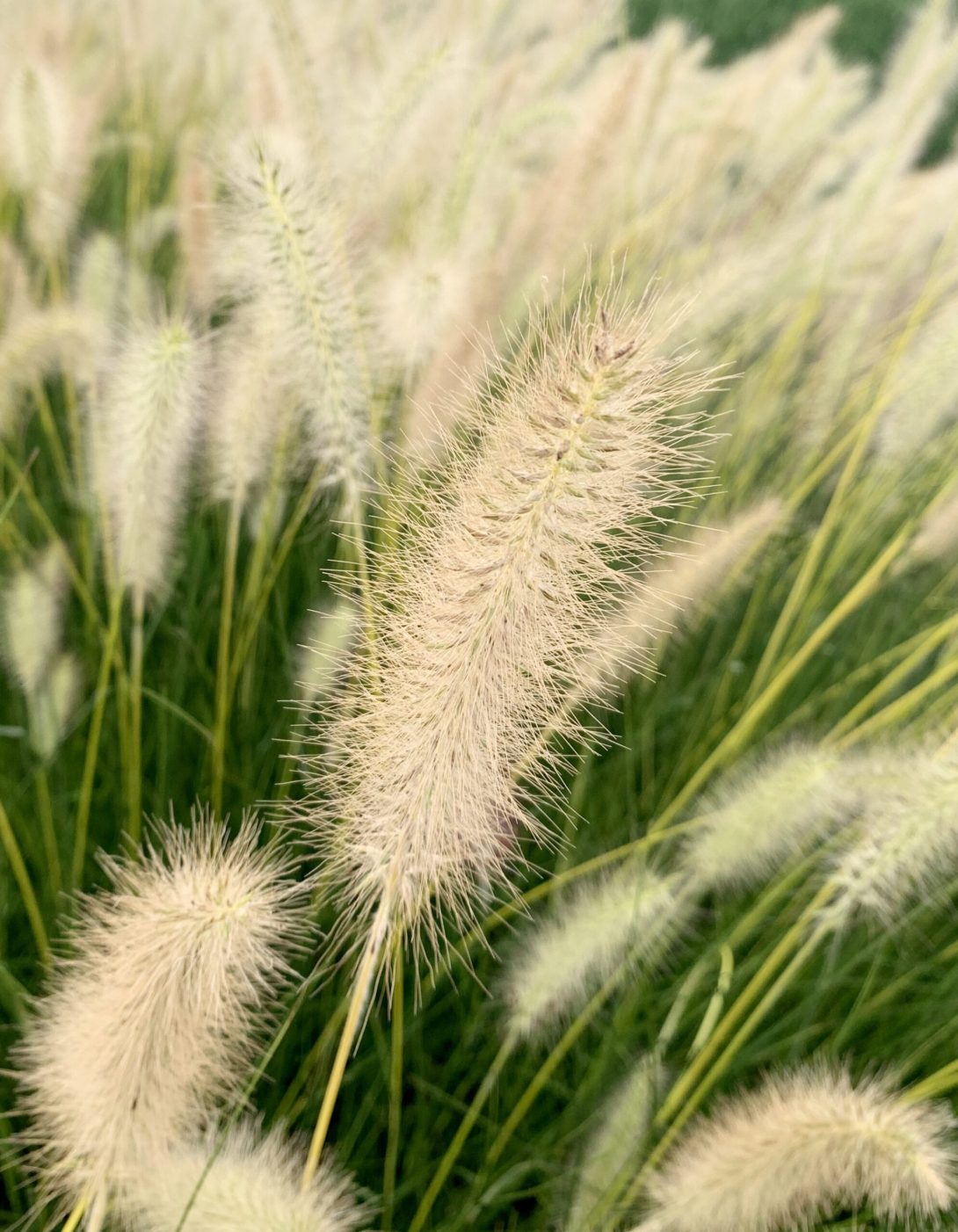 Pennisetum alopecuroides Neon Lights ('JOJO100'PBR)_1