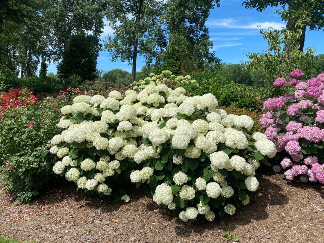 Proven Winners® Hydrangea arb. Incrediball® Stormproof®_1