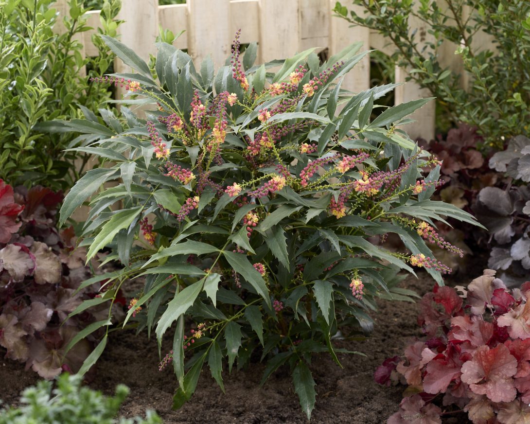 Mahonia M9