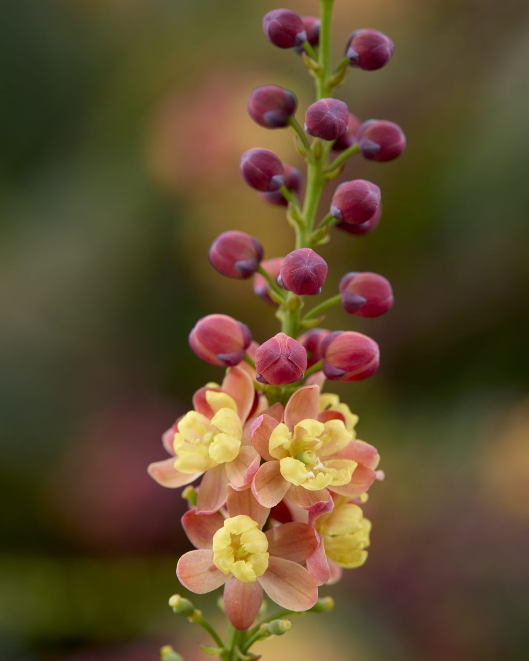 Mahonia M9