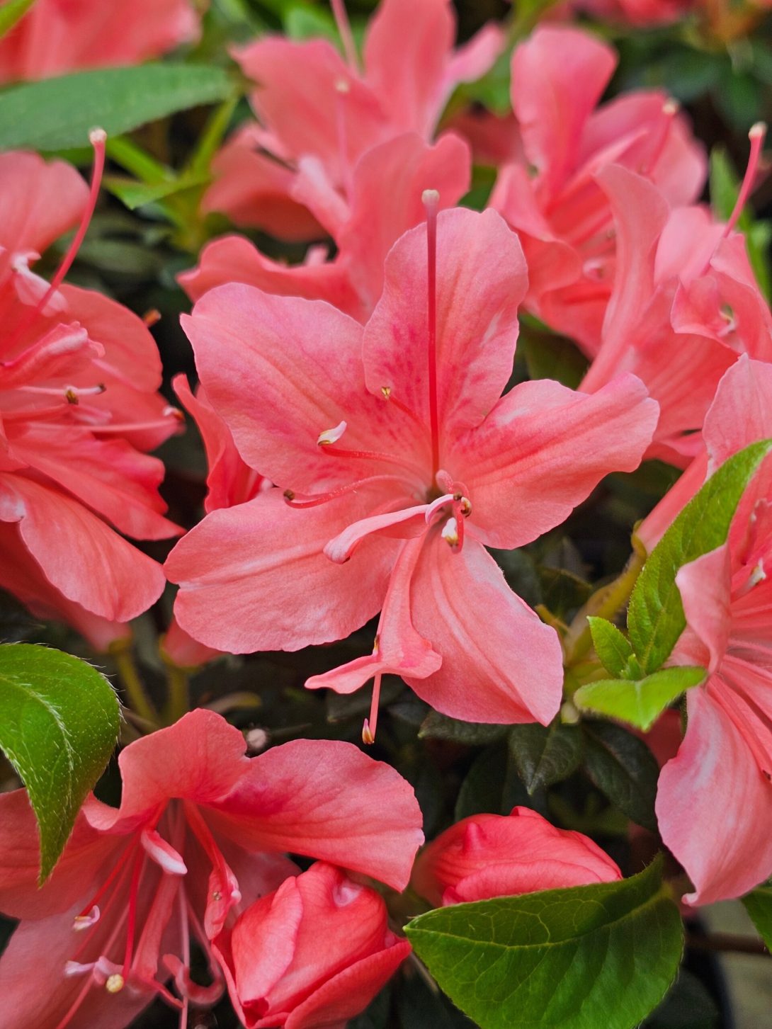 Rhododendron ‘Roblezl’ (ENCORE ORANGE CRUSH)_1