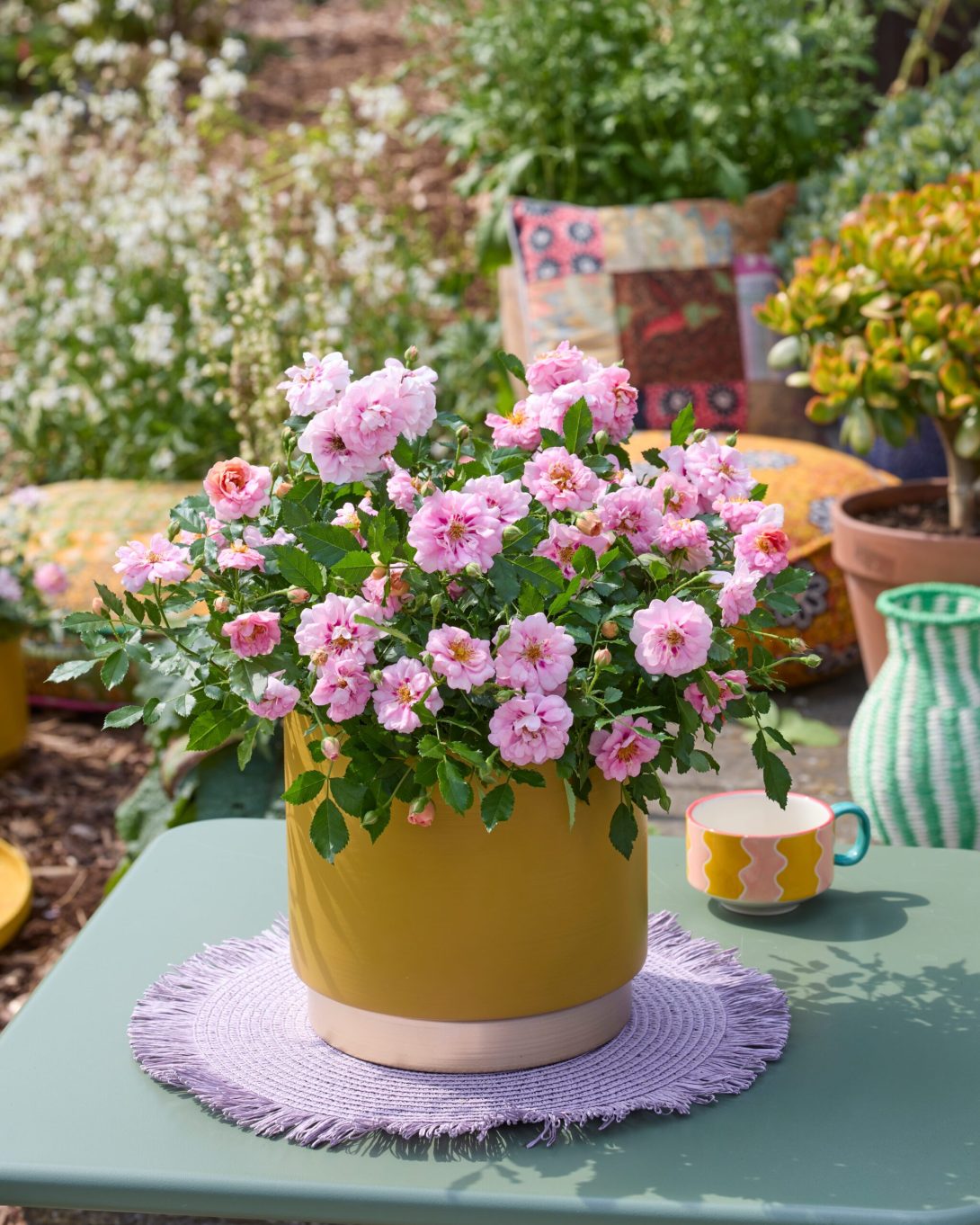 Rosa Amirose® ('Korhulth 005'PBR)_3