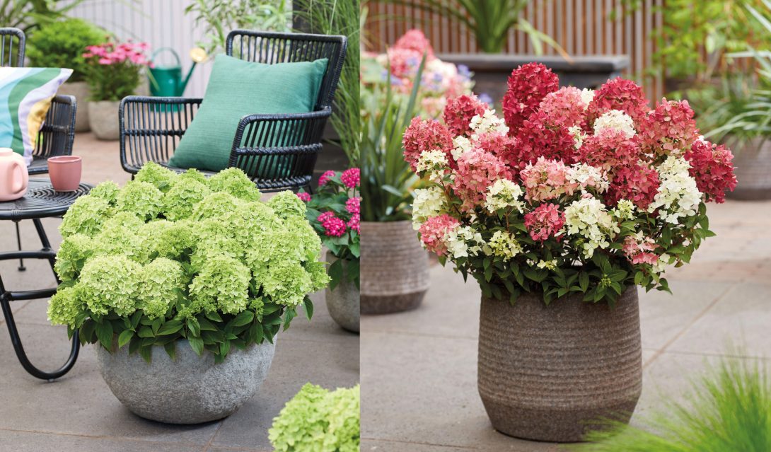 Hydrangea paniculata Groundbreaker Greeny