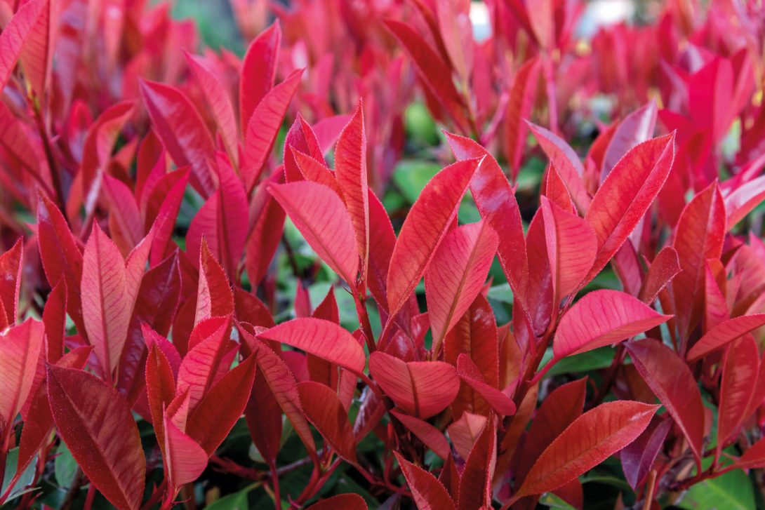 The red leaves of the plant Photinia fraseri or Red Robin close-up. Red floral texture background.